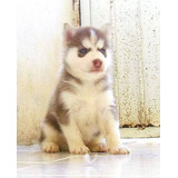 Husky Siberiano Rojo