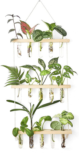 Tubos De Propagación Plantas Colgar Pared Terrario Plantas