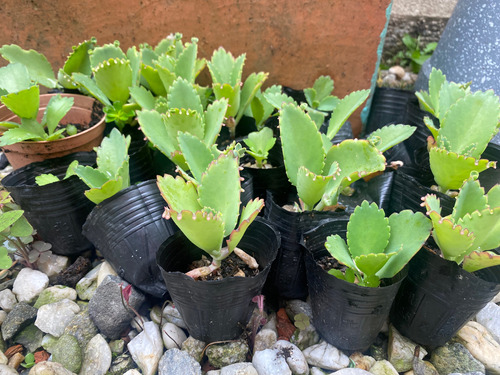 Planta Kalanchoe Daigremontiana