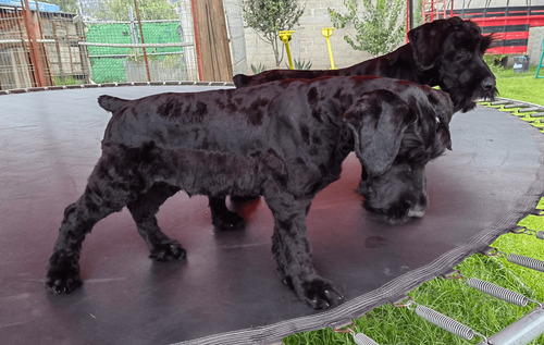 Schnauzer Gigante Cachorros