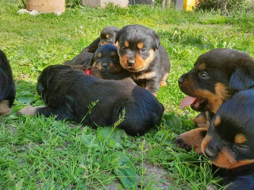 Rottweiler Os Magníficos Filhotes Disponíveis 