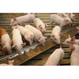 40 Kilos De Pellets Alimento Para Cerdos Engorda