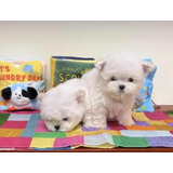 Bichon Maltés Carita De Muñeca