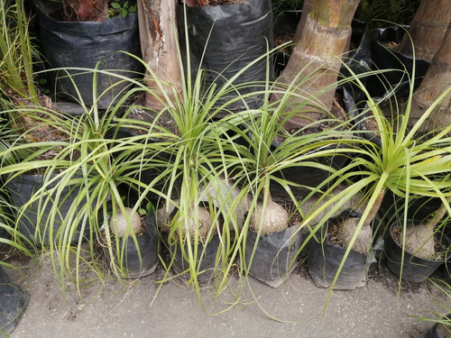 Palmera Pata De Elefante  50 Cm Altura 10 Cm O + De Diámetro