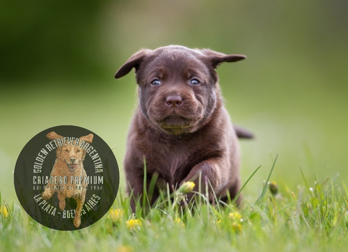 Cachorros Labrador Chocolate Criadero Premium La Plataa