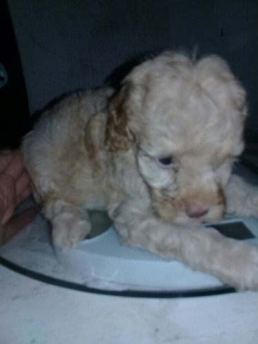 Caniche Apricot Hermoso