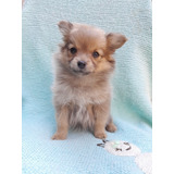 Cachorros Pomeranian 3 Meses Hembra 