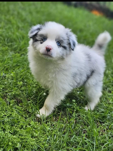 Cachorrito Border Collie Blue Merle