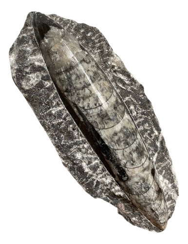 1 Belemnite Orthocera Pieza De Colección Natural Fosil