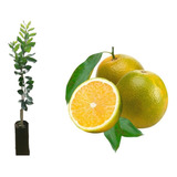 Muda De Laranja Pera  Enchertada 60cm Produz 1 Ano