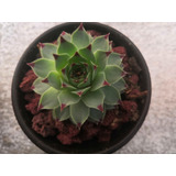 Uña De Señorita, (sempervivum Calcareum) Envío Incluido