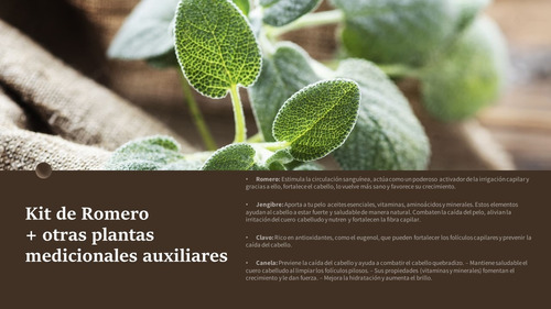 Kit De Romero Y Otras Plantas Medicionales 