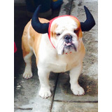 Semental De Bulldog Ingles Busca Novia