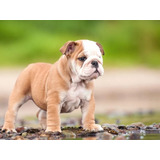 Cachorros Bulldog Ingles 12