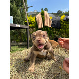 Pitbull American Bully   Tricolor  Hembra 2 Meses Vacunado.