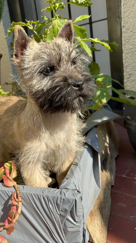 Cachorros Machos Cairn Terrier Con Pedigree 