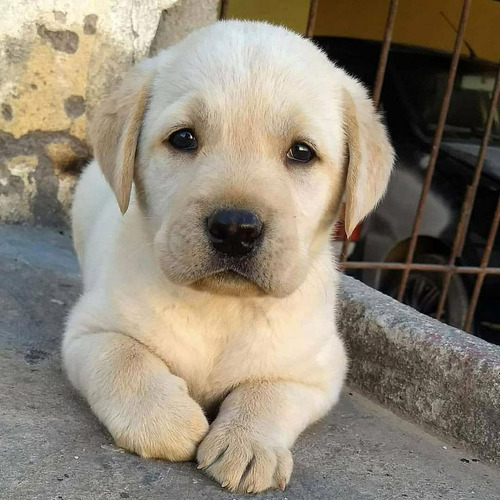 Cachorros Labrador, Excelente Calidad.