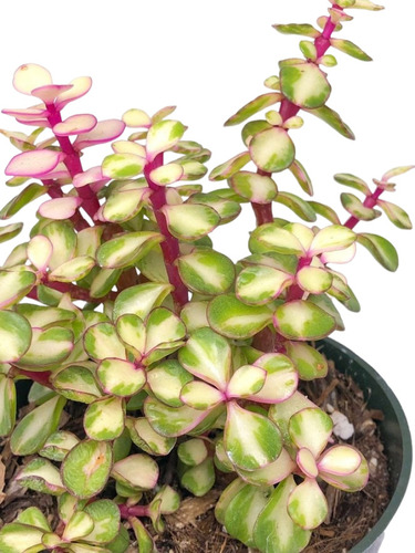 Muda Planta Suculenta Portulacaria Afra Tricolor Rosa Bonsai