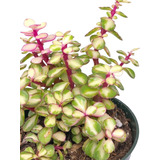 Muda Planta Suculenta Portulacaria Afra Tricolor Rosa Bonsai