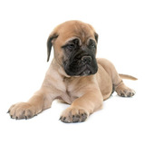 Perro Bullmastiff Cachorro Disponible Medellin Bogota Cali