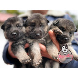 Cachorros Pastoralemán Mascotas Rionegro Medellín Bogota