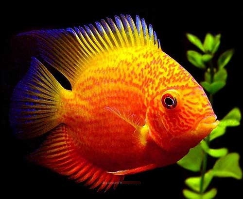 Peixe Ciclídeo Americano Severum Gold Red Spotted 6 Cm