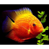 Peixe Ciclídeo Americano Severum Gold Red Spotted 6 Cm