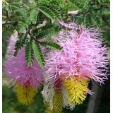 Sementes Lanterna De Natal Árvore Flor Apicultura P/ Mudas