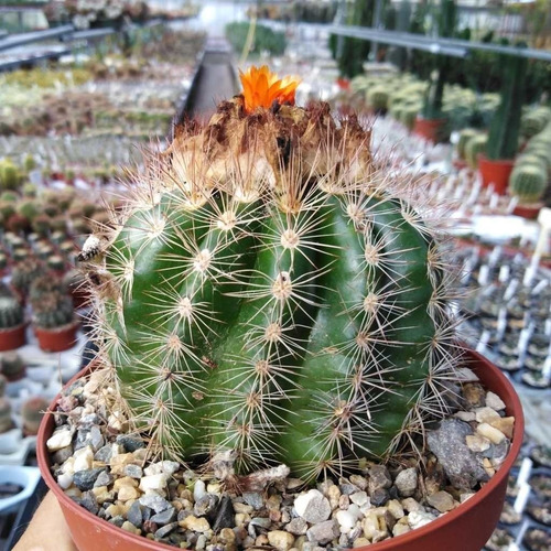 Semillas Cactus - Parodia Mairanana