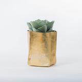 Planta Artificial Cactus 22cm Bolso Dorado Bighouse