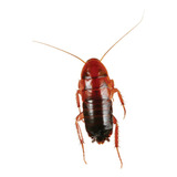 Alimento Para Reptiles 100 Cucaracha Red Runner Grande