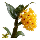 Orquídea Dendrobium Sulcatum - Muda