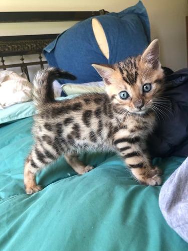 Gatos Gatitos Bengal Aptos Cria Con Pedigree