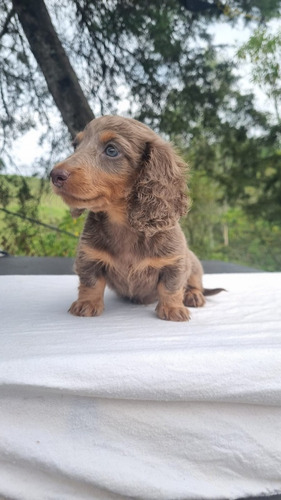 Cachorro Teckel Isabella Pelo Largo Medellin Animalpets