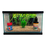 Kit Pecera P/ Betta Alimento Planta Acondicionador 24x12x16