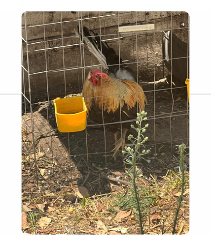 Gallos De Pelea O Combate