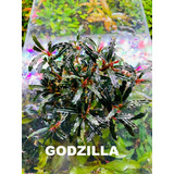 Bucephalandras Godzilla Plantas Plantado Acuario Peces