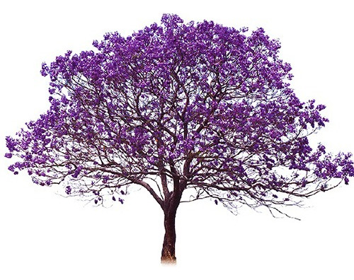 Árbol Jacaranda Morada 1.30m Incluye Fertilizante