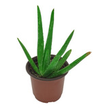 Sábila (aloe Vera) En Maceta