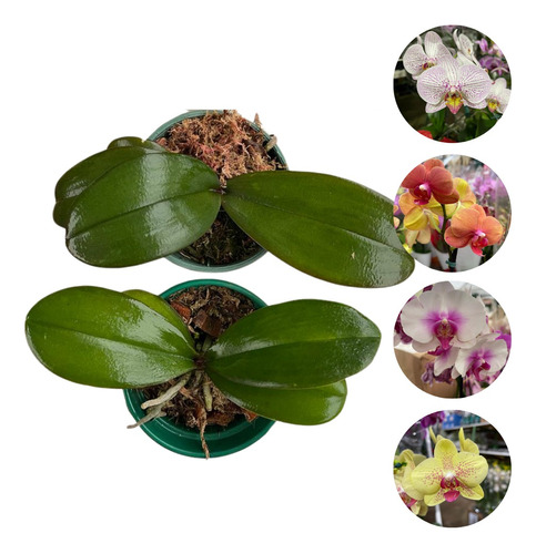 2 Mudas De Orquídea Phalaenopsis + Brinde ( Adubo Floração)