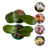 2 Mudas De Orquídea Phalaenopsis + Brinde ( Adubo Floração)