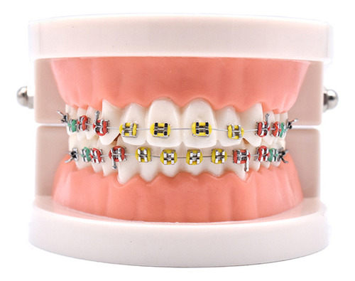 Modelo De Exhibición De Modelo De Soporte Dental Oral