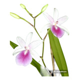 2 Muda De Orquídea Miltonia Regnellii - Bulbo Com Brotação
