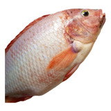 Tilapia Saint Peter De 800g A 1200kg Milheiro