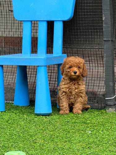  Cachorros French Poodle Mini Toy Rojo