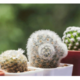 20 Semillas De Cactus Cabeza Blanca + Instructivo