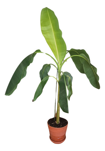 Planta Banano Natural Musa 2mts
