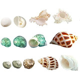 Luckybaby Shell Cangrejo Ermitaño Conchas Turbo Seashell Nat
