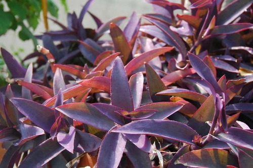 Setcreasea Purpurea Tradescantia Pallida Violeta Colgante 