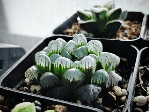 Haworthia Cooperi Truncata - Suculenta Rara - Colección